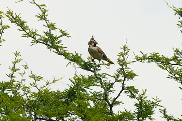 Yelow Cardinal, Gubernatrix cristata, Endangered species in La Pampa, Patagonia, Argentina