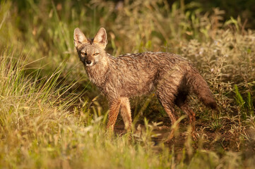 Pampas Grey fox in Pampas grass environment, La Pampa province, Patagonia, Argentina.