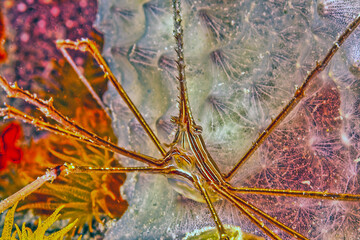 Stenorhynchus seticornis,yellowline arrow crab