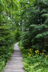 Obraz premium pathway to Velke Mechove Jezirko, Jeseniky Mountains, Czech Republic