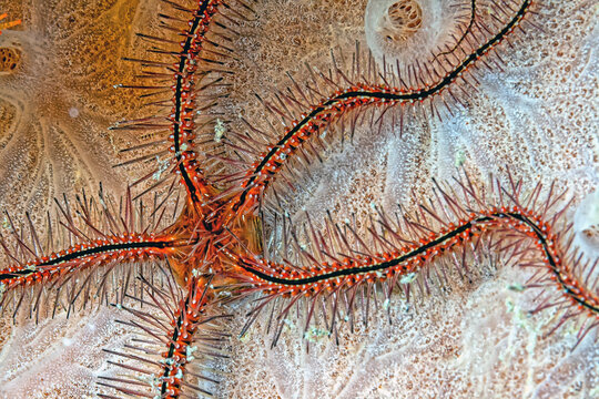 Ophiothrix suensoni, Suenson's brittle star,sponge brittle star,
