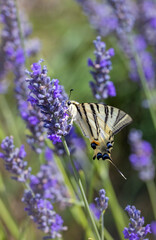 Fennel Swallowtail on lavender, Provence, France