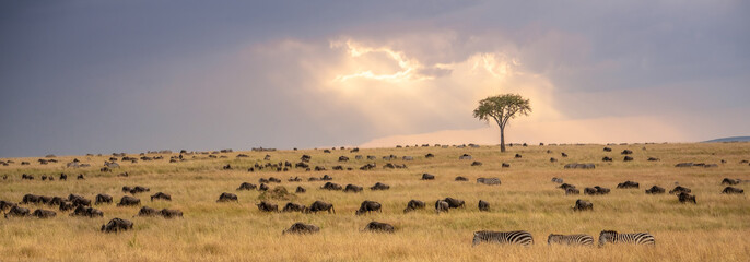 Fototapeta premium Zebra On Grassland In Africa, National Park Of Kenya