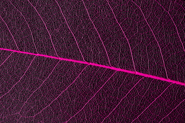 Fototapeta na wymiar elements of nature authentic naturalness close-up. dry magnolia leaf. macro photography. abstract colorful background