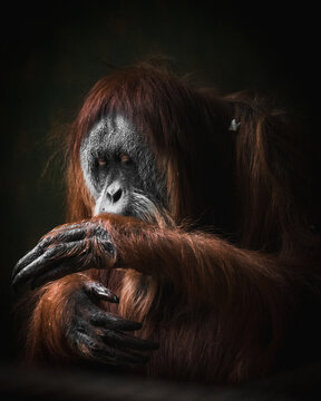 Imágenes De Prelado Descubre Bancos De Fotos Ilustraciones Vectores