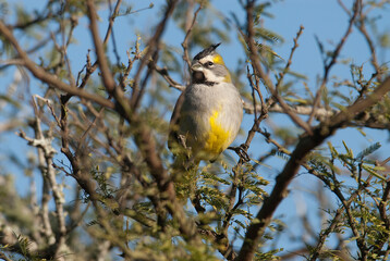 Yelow Cardinal, Gubernatrix cristata, Endangered species in La Pampa, Argentina