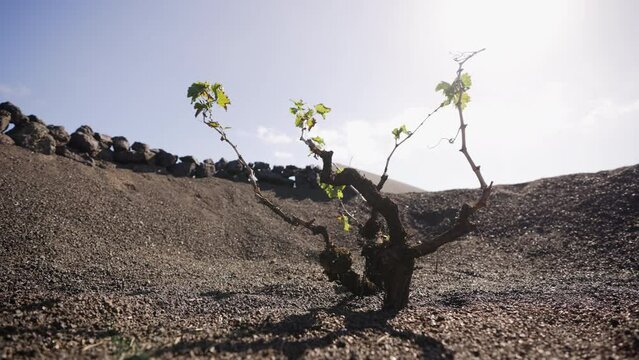 Traditinal winegrowing on a volcanic island. Lanzarote island. Spain.
