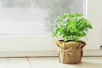 fresh basil in a garden pot on a kitchen windowsill