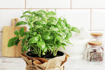 Composition of fresh basil and kitchen utensils, spices, on the kitchen table.