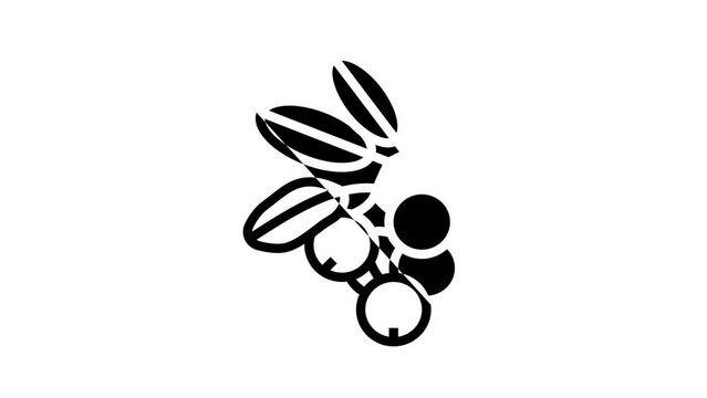 lingonberry berry line icon animation