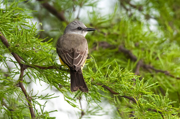 Tropical Kingbird  Calden Forest environment, La Pampa Province, Argentina.