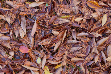 秋の公園の落ち葉の風景