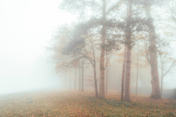 morning in the woods with fog
