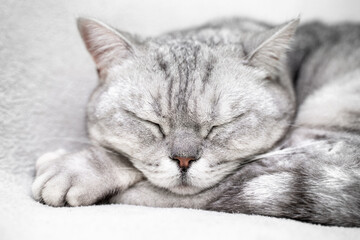 scottish straight cat is sleeping. Close-up of the muzzle of a sleeping cat with closed eyes. Against the backdrop of a light blanket. Favorite pets, cat food.