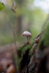 Mushrooms in the autumn forest