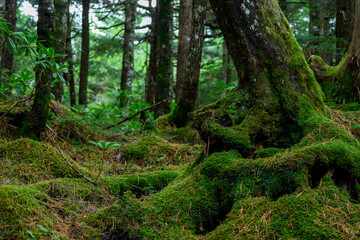 白駒池　苔の森