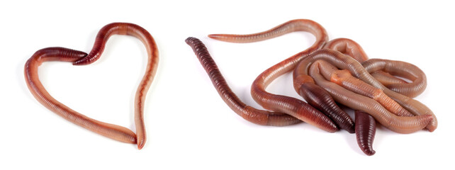 Two earthworms in the shape of heart isolated on white background