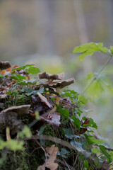 Mushrooms in the autumn forest