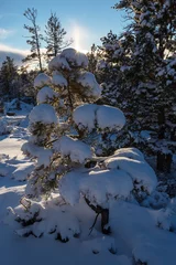 Deurstickers Winter forest © Galyna Andrushko