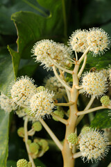 Mysterious white flower of Japanese Aralia that looks just like the Corona virus COVID-19)