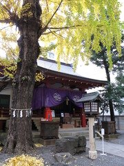 イチョウの黄葉が美しい秋の日本橋日枝神社