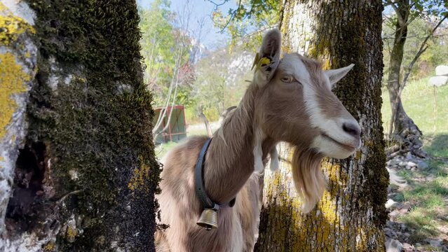 Medium close up shot of a goat standing between to trees looking around. More goats in the background.