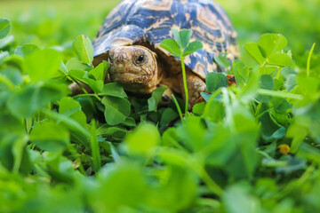 Cute baby African Leopard Tortoise relaxing in green clover and grass field