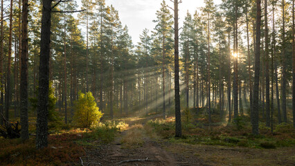 Fototapeta premium Tree forest landscape. Forest therapy and stress relief