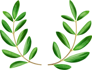 Olive wreath, two fresh olive branches isolated