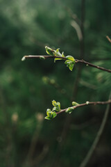 baharı simgeleyen yaprak filizleri