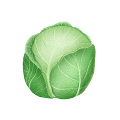 Cabbage isolated on transparent background 