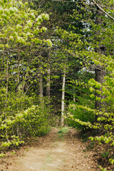 Fototapeta na wymiar orman içindeki tatlı yeşil yol 