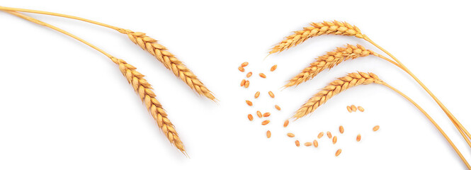 grain and ears of wheat isolated on white background. Top view