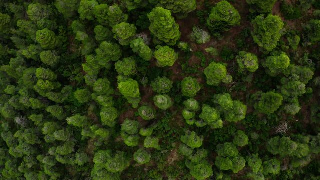 Aerial top view of pine tree forest in Evia Greece.