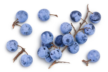 Fresh blackthorn berries with twig, prunus spinosa isolated on white background. Top view. Flat lay