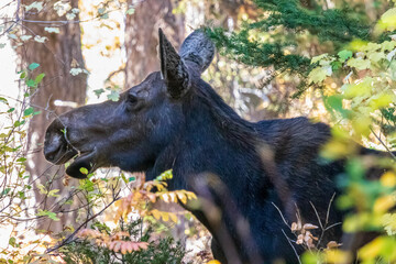 Female moose in the forest at Grand Teton National Park.