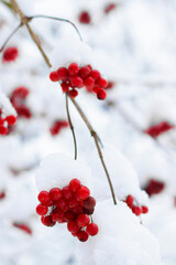 clusters of viburnum berries covered with a thick layer of snow. winter mobile background