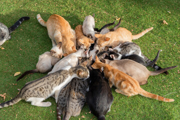Colony of cats feeding. Feral cats living outdoors. A big group of stray cats eating together. Wild cats forming a circle.