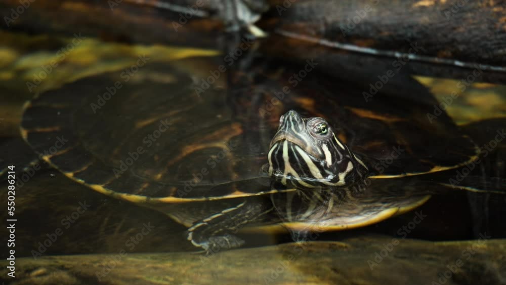 Poster yellow-bellied slider close-up ( trachemys scripta scripta ) hides under log with head out of water 