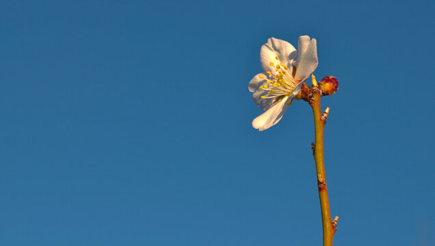 Flor de Almendro solitaria sobre un fondo de cielo muy azul y soleado