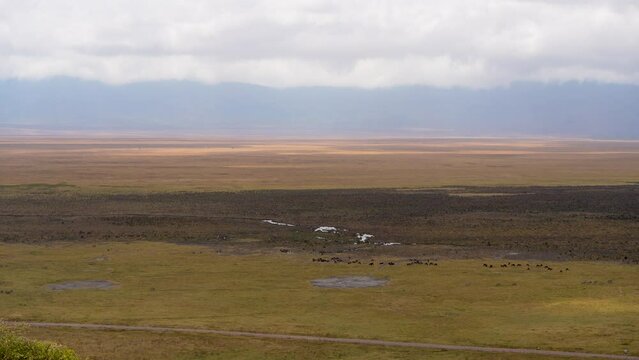 Ngorongoro crater preserve mud plains with wildebeest grazing on grasses, Tanzania Africa, Aerial hovering shot