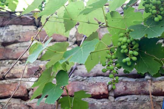 racimo de uvas en la parra