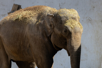Fototapeta premium Elephant in the zoo. Portrait on the background of a stone wall