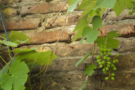 racimo de uvas en la parra