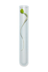 Laboratory glassware with plant sprouts. On an empty background. Isolated. PNG. Greens, sprouts, research, bio engineering, study, cultivation.