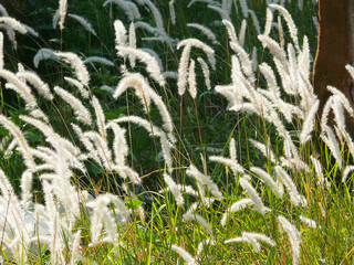 Rhizomatous grass (imperata cylindrica) known as Cogon grass (US) blady grass (Australia) or lalang (Malaysia). - obrazy, fototapety, plakaty