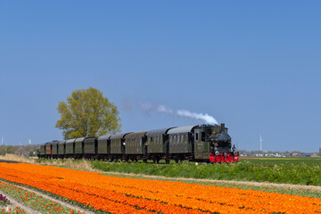 steam trai with tulip field, Hoorn - Medemblik, Noord Holland, Netherlands