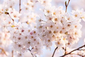 満開桜花