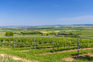 Fototapeta premium Vineyards near Mailberg, Lower Austria, Austria