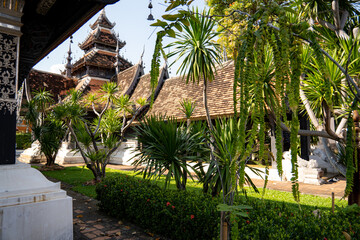 Palmen und Grünfläche in einem asiatischen buddhistischen Tempel in Chiang Mai, Thailand, Asien